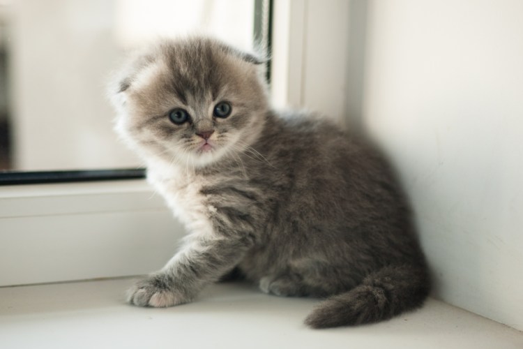 Шотландская вислоухая кошка маленький