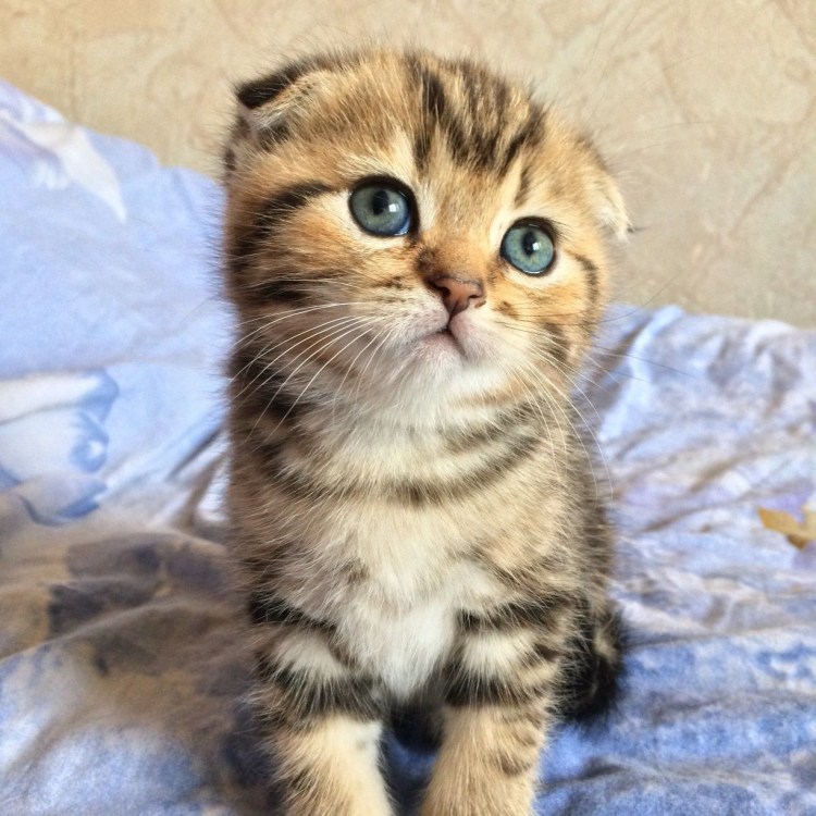 Кошки маленькие вислоухие