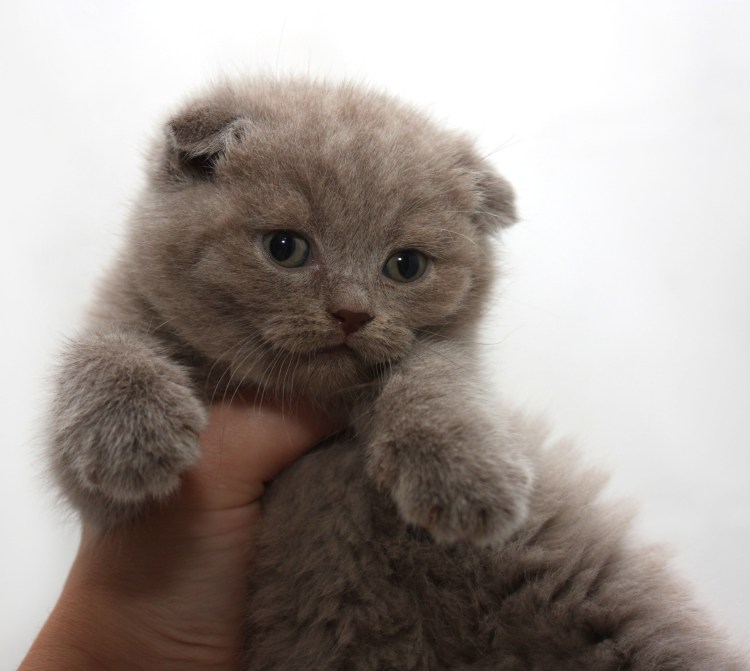 Скоттиш фолд котята