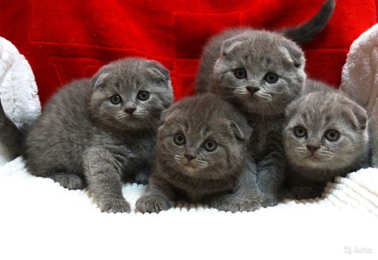 Шотландская вислоухая кошка котенок