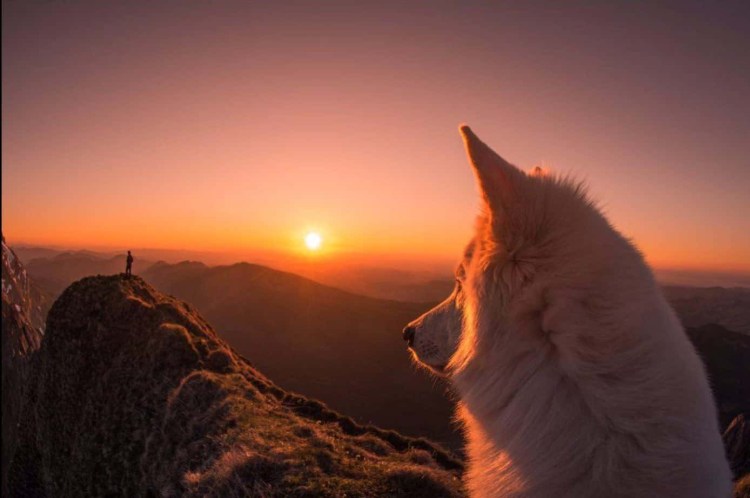 Кошка на фоне заката