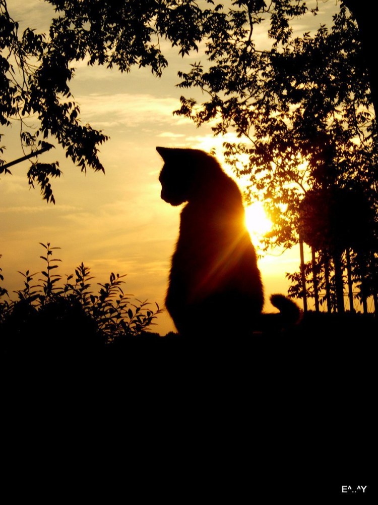 Кот на море