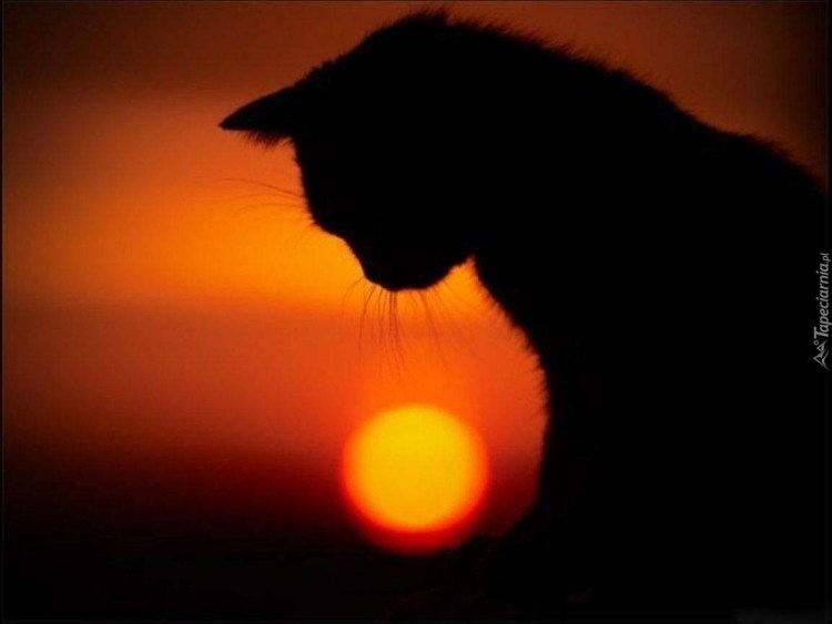 Кот с узелком