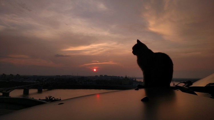 Коты на закате