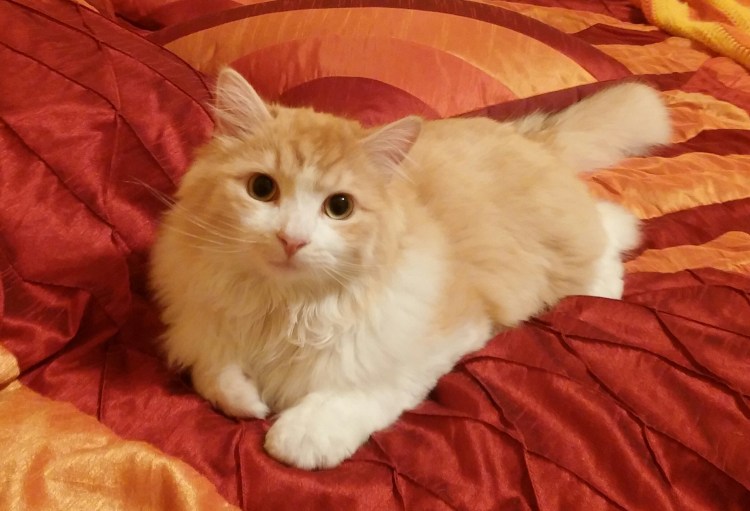 Рагамаффин кошка рыжая