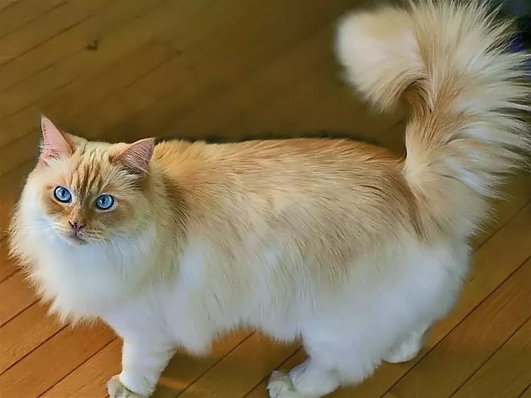 Кот породы рагамаффин