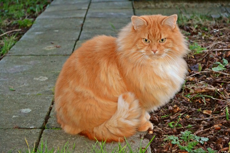 Warrior Cat photo