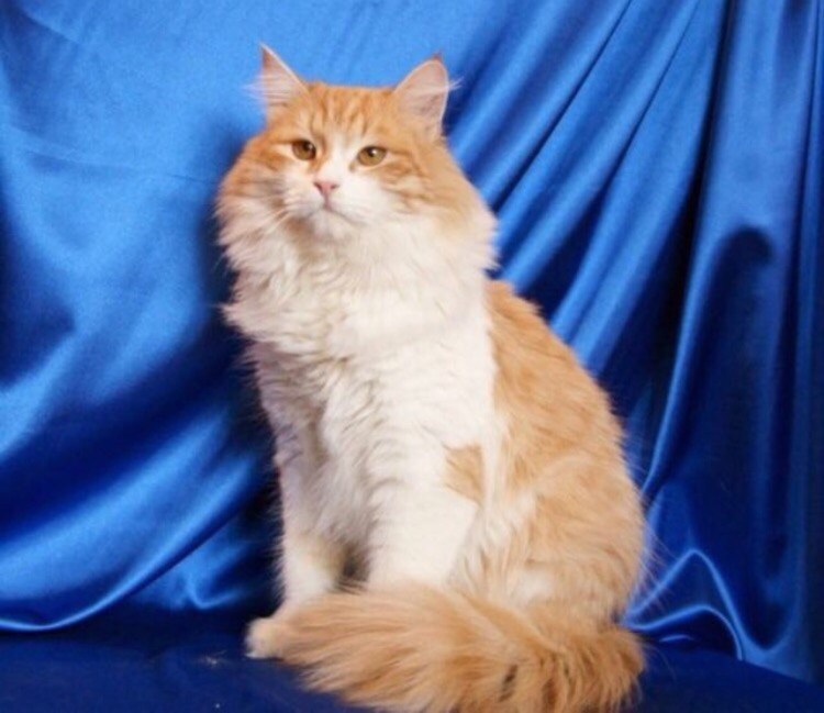 Коты породы рагамаффин