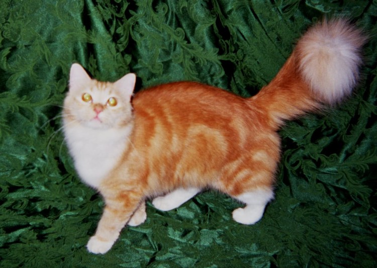 Рыжие котята рагамаффин
