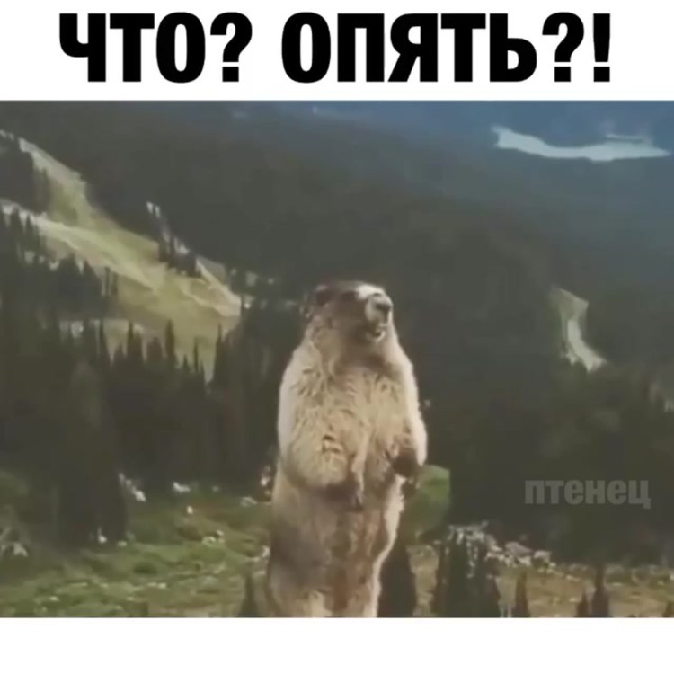 Кричащий пушистый кот