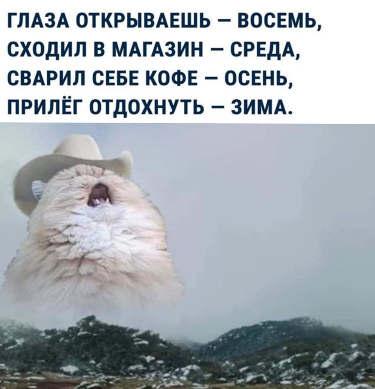 Орущий кот в шляпе в горах