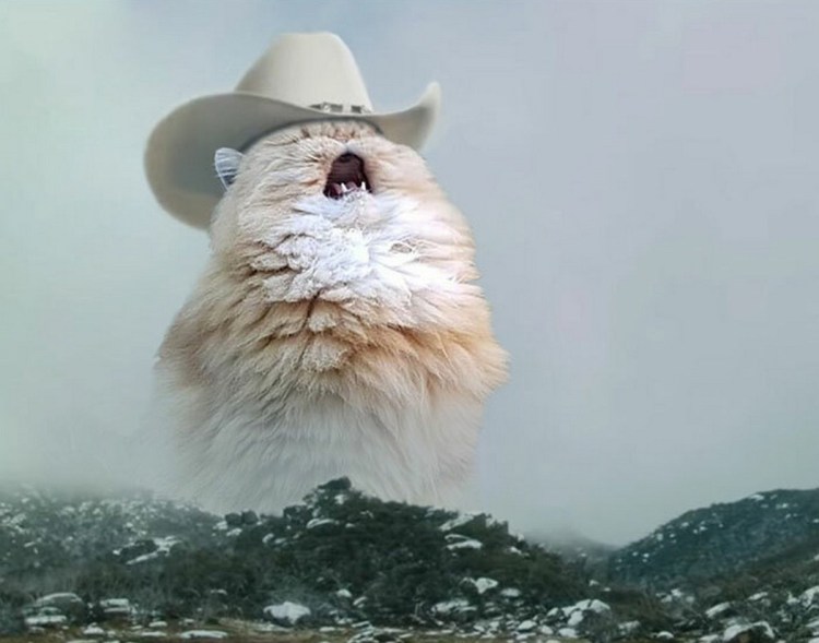 Кот орет на фоне гор