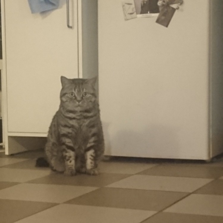 Мем кот эмоции