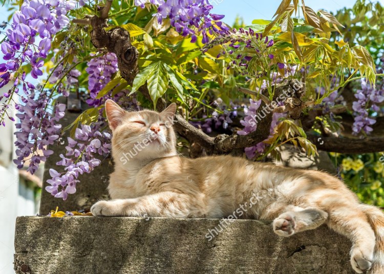 Кот и сирень