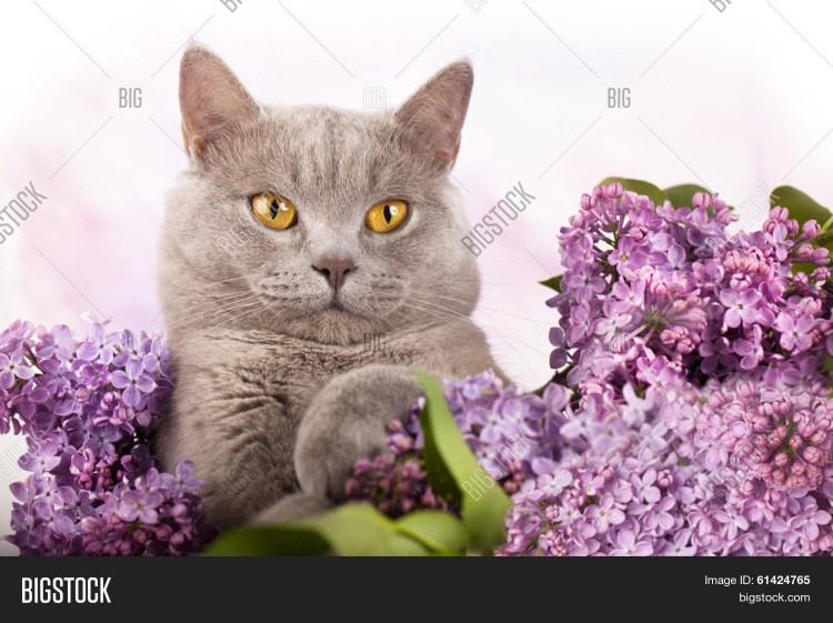 Кошка и сирень