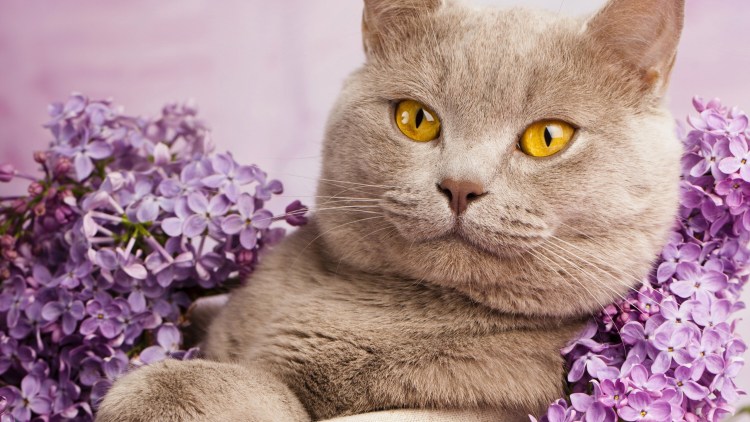 Британец кот Лилак