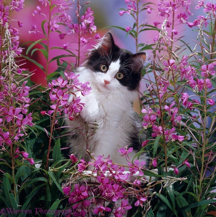 Сиреневая кошка