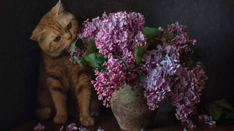 Кошка в цветах сирени