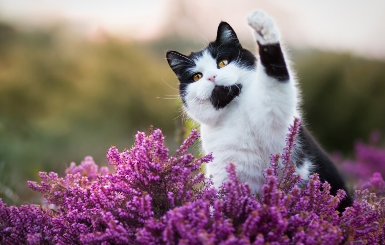 Котенок в цветах