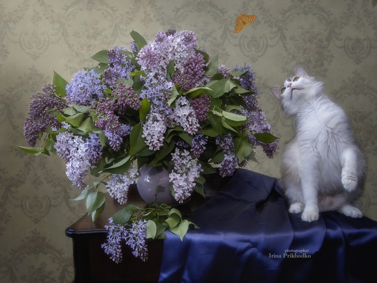 Сирень и кот алмазная вышивка