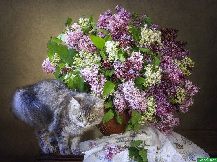 Кошка и сирень