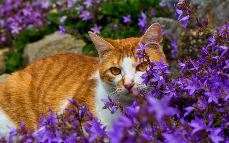 Котенок в цветах