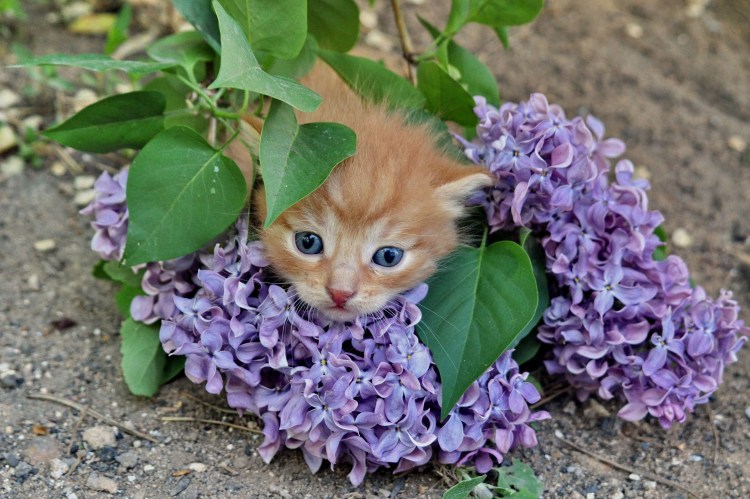 Кошка в цветах сирени