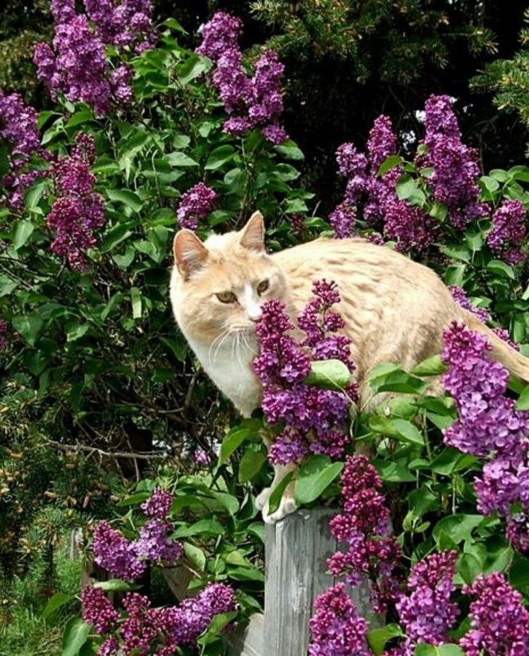 Кошка в кустах сирени
