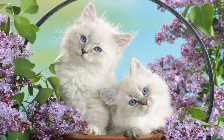 Котенок в сирени
