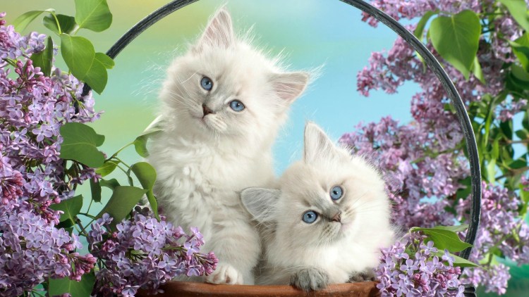 Кляп для кошек
