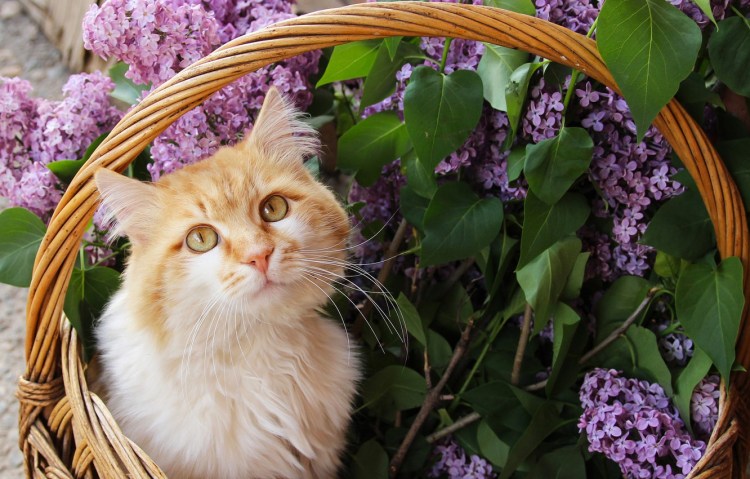 Милые котики и цветы
