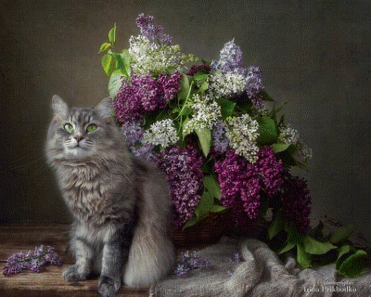 Коты и цветы