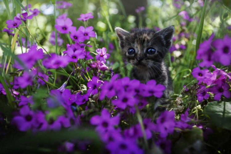 Кошечка в цветах