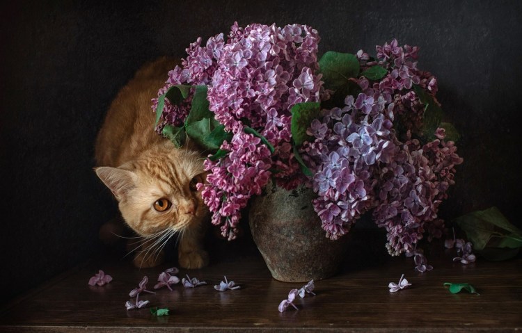 Кот и сирень