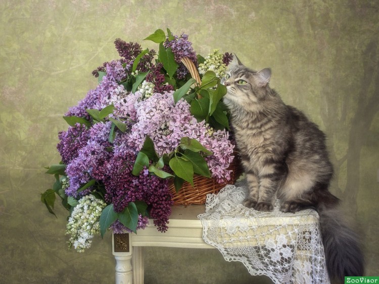 Алмазная мозаика кот в сирени