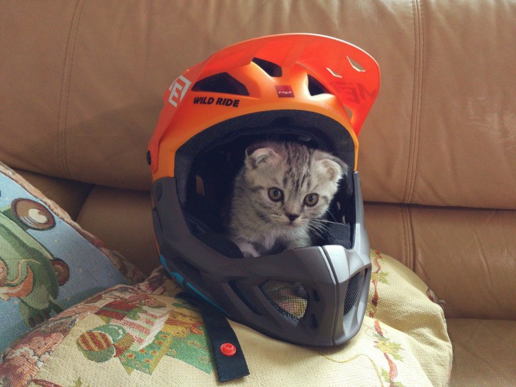 Кот в мотошлеме