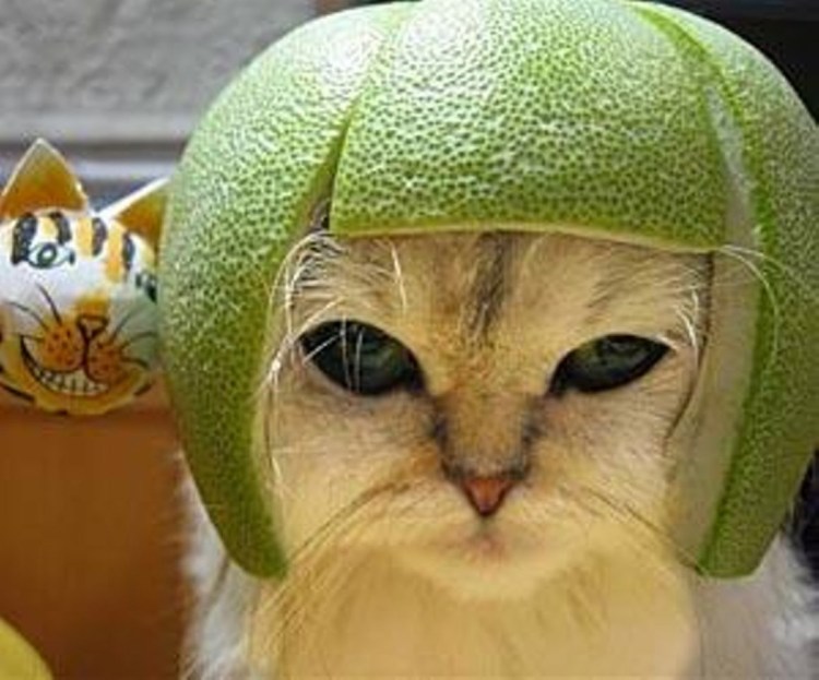 Кошка в шлеме