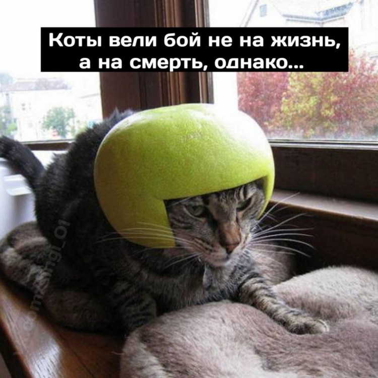 Кот в мотоциклетном шлеме