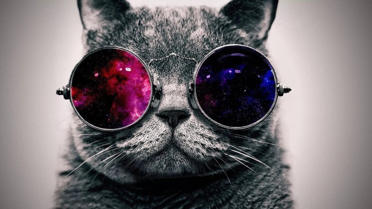 Фото кота в очках космос