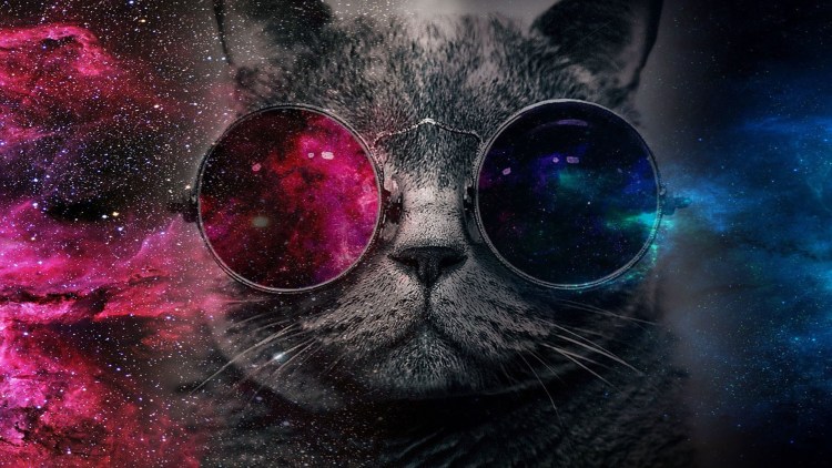 Стильный кот