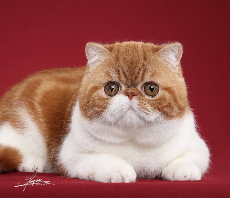 Британские вислоухие котята