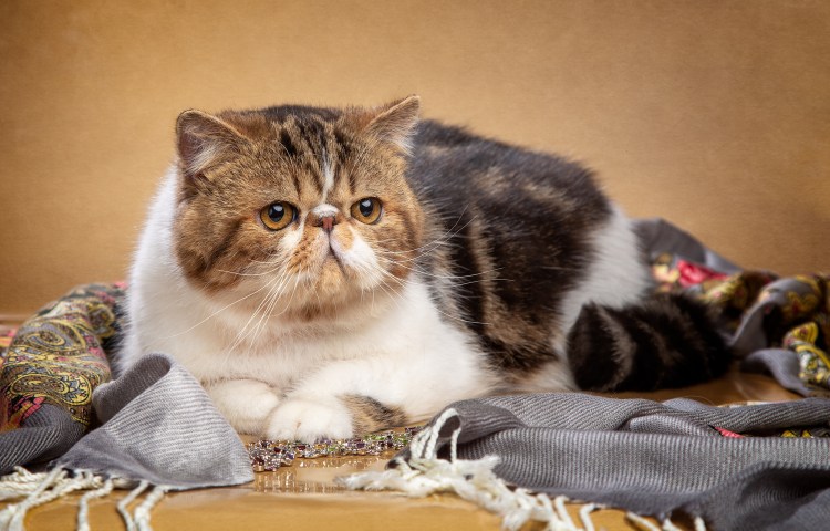Экзотическая короткошерстная кошка