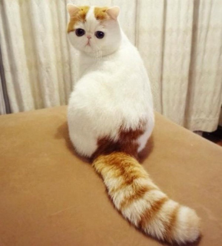 Британская короткошёрстная кошка