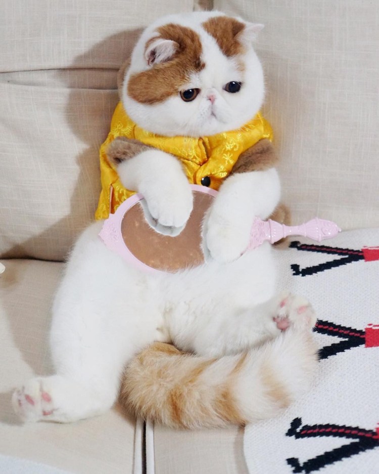 Японский кот Снупи