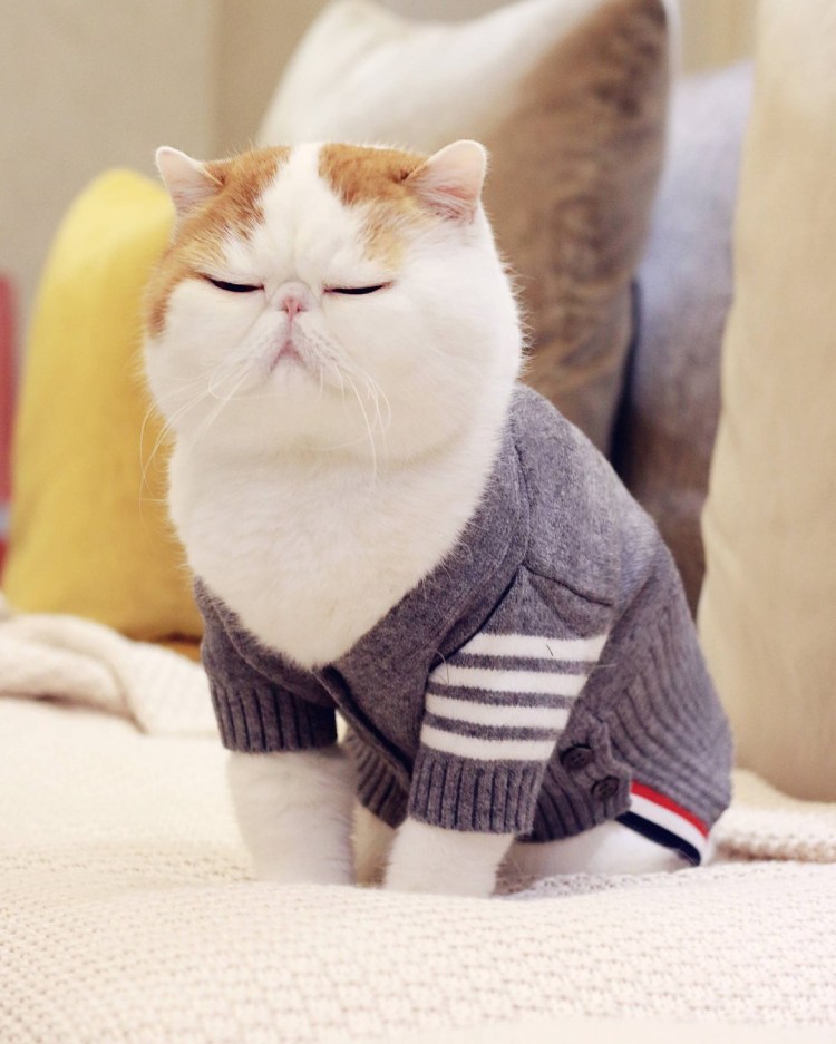 Породистые плюшевые котята