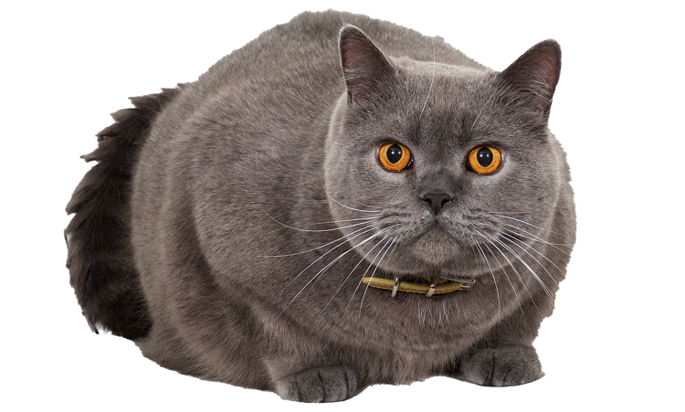 Экзот кошка