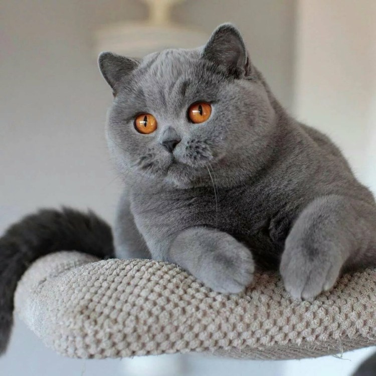 Экзот кошка