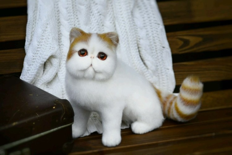 Экзот кошка