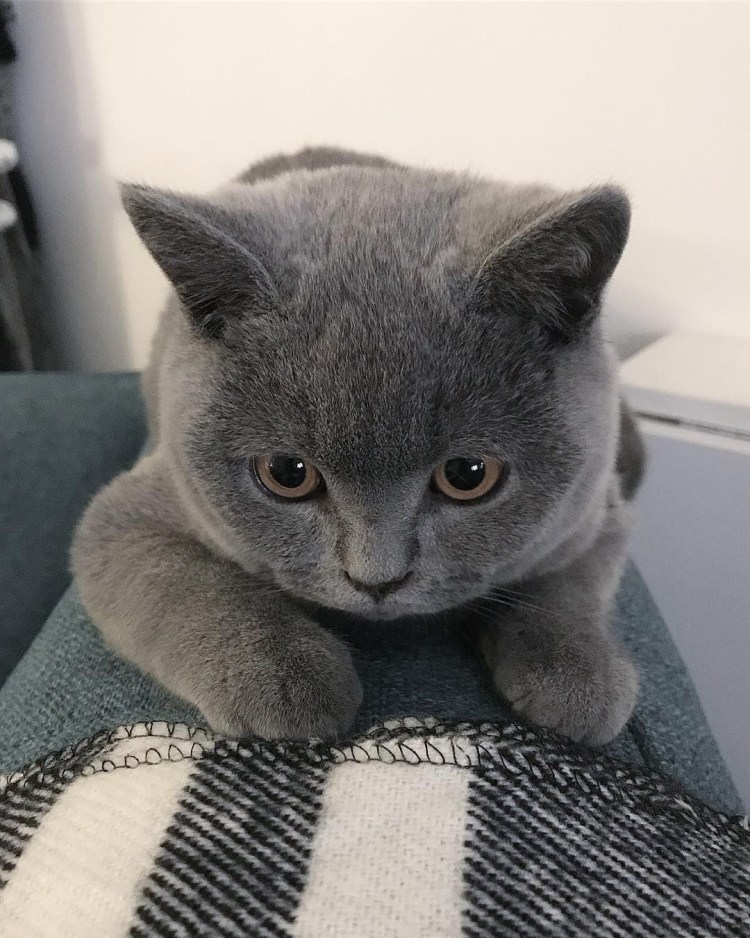 Плюшевая кошка