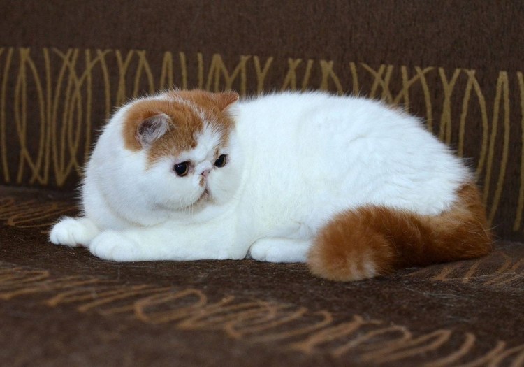 Экзот кошка